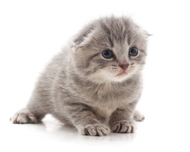 Küçük bir kedi yavrusu. 