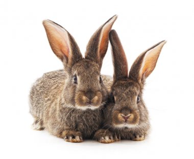 iki küçük tavşan.