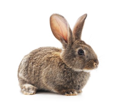 gri büyük tavşan.