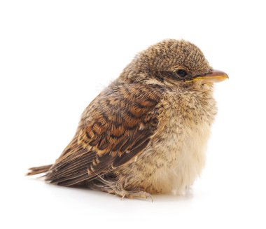 Küçük yabani kuş.