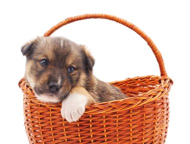 Sepette küçük bir köpek yavrusu.