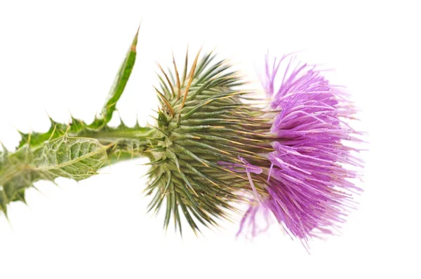 Beautiful flowering thistle. — Stock Photo, Image