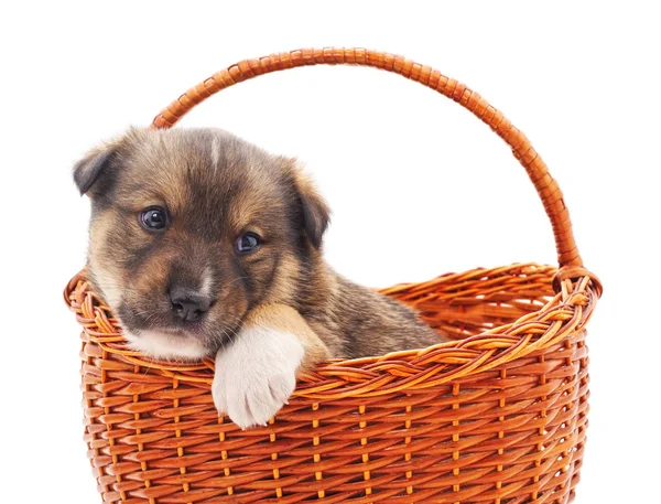 Pequeño cachorro en una cesta . — Foto de Stock