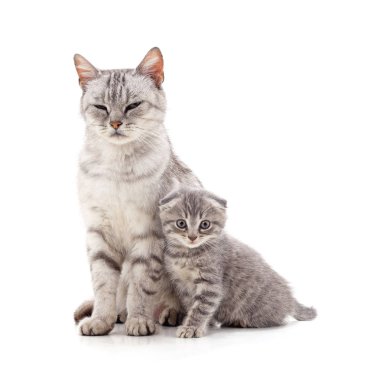 Anne kedi yavru kedi ile.