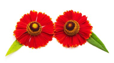 İki kırmızı papatya.