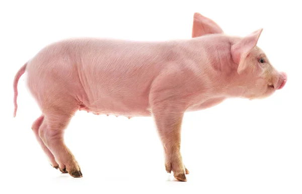 Маленькая розовая свинья . — стоковое фото