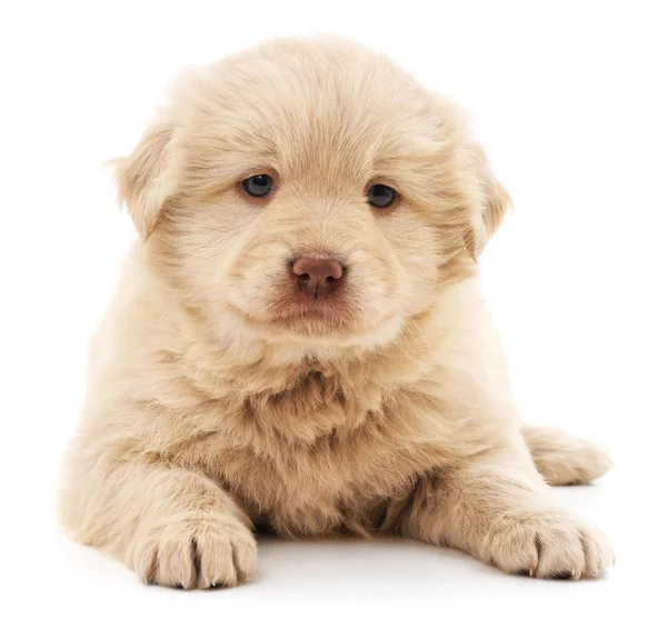 Witte mooie pup. — Stockfoto