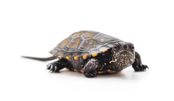 Bir küçük kaplumbağa. — Stok fotoğraf