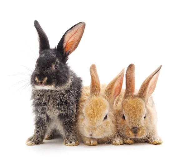 Drie kleine konijnen. — Stockfoto