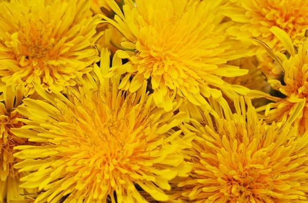 Ramo de dientes de león amarillo . —  Fotos de Stock