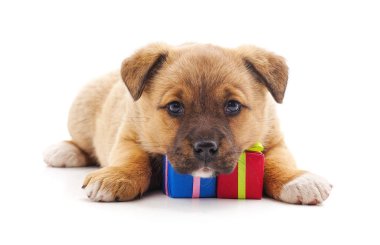 Bir hediye ile köpek.