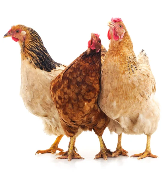 Tres pollo moreno . — Foto de Stock