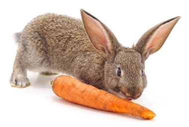 tavşan ve havuç.