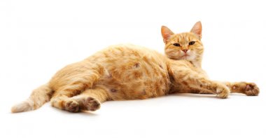 Bir hamile kedi.