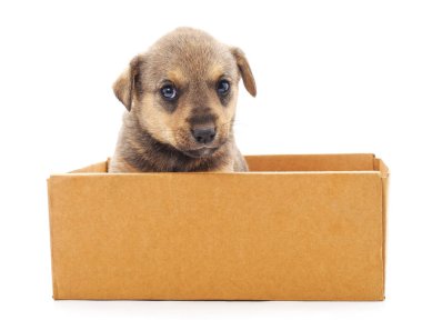 kutunun içinde köpek yavrusu.