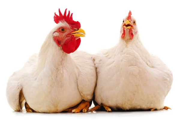 Dos pollos blancos . — Foto de Stock