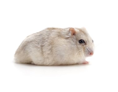 Beyaz küçük hamster.