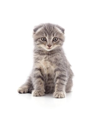 Küçük bir kedi yavrusu.