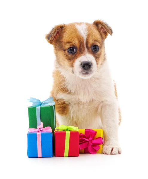 Cane con un dono . — Foto Stock