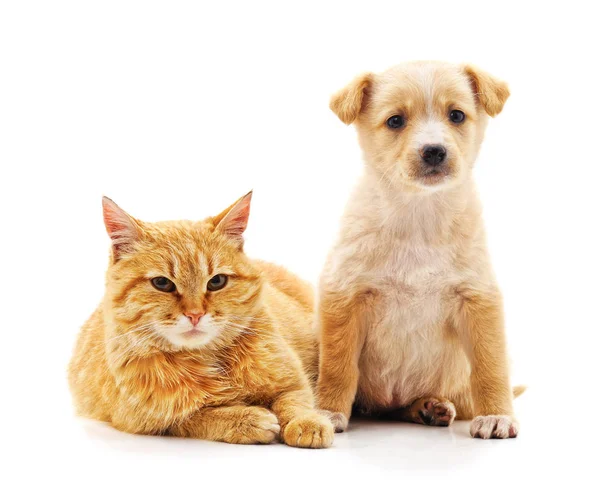 Kotě a štěně. — Stock fotografie