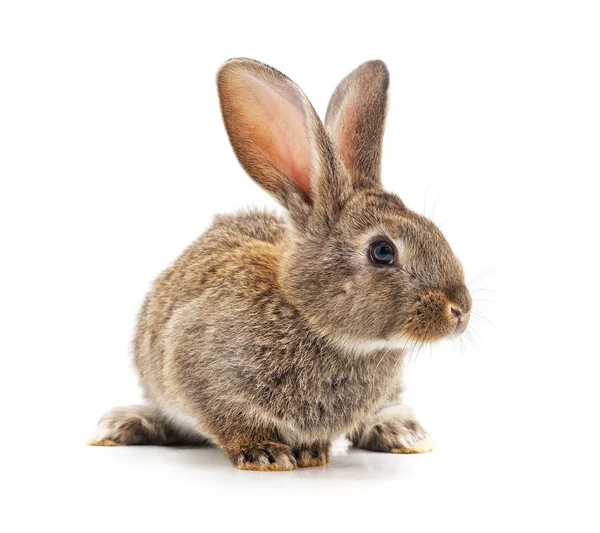 Gri bebek tavşan. — Stok fotoğraf
