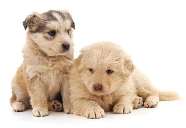 Twee leuke puppy. — Stockfoto