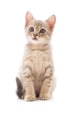 Küçük bir kedi yavrusu. 