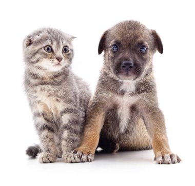 yavru kedi ve köpek yavrusu.