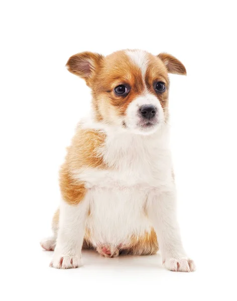 One little puppy. — Stock Photo, Image