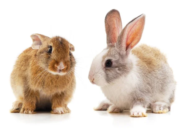 Twee mooie konijnen. — Stockfoto