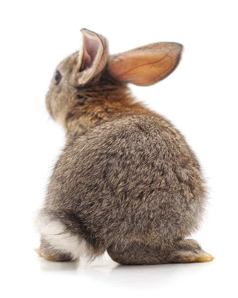 Der Rücken eines braunen Kaninchens. — Stockfoto