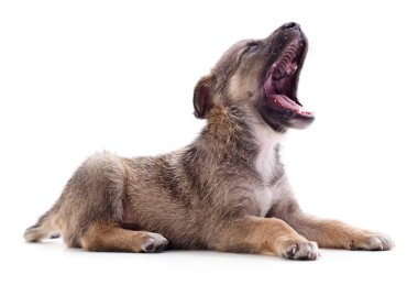 Çığlık atan kahverengi köpek.