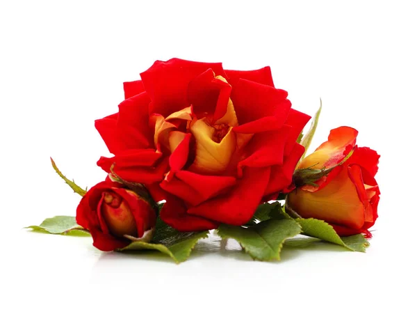 Três rosas vermelhas. — Fotografia de Stock