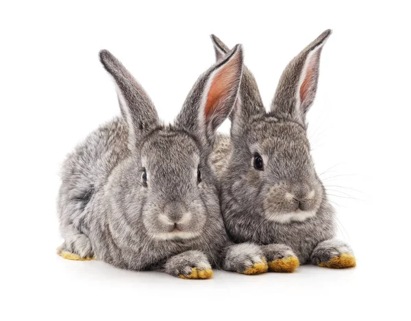 두 개의 작은 토끼. — 스톡 사진