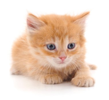 güzel kırmızı kedi.