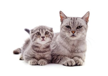 Anne kedi yavru kedi ile.