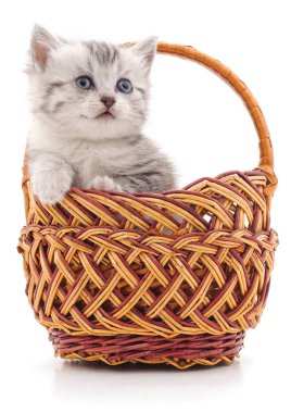 Sepet içinde küçük yavru kedi.