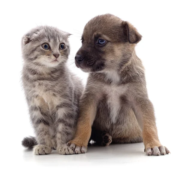 Puppy en kitten. — Stockfoto