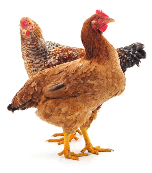 Dos pollo marrón . — Foto de Stock