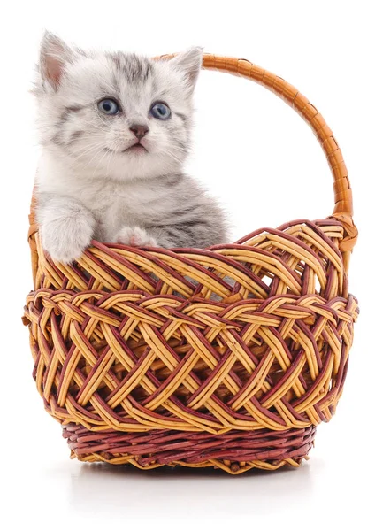 Sepet içinde küçük yavru kedi.