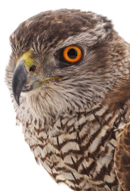 Bir kahverengi Şahin.