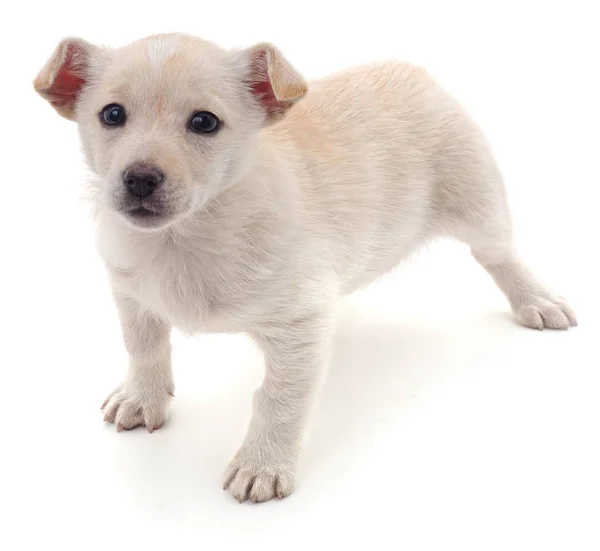 Witte mooie pup. — Stockfoto