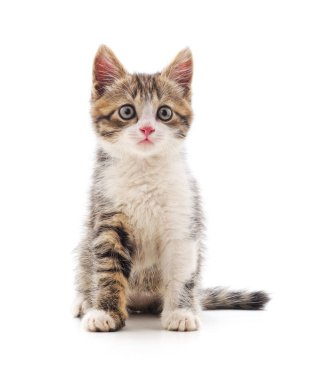 Küçük bir kedi yavrusu. 
