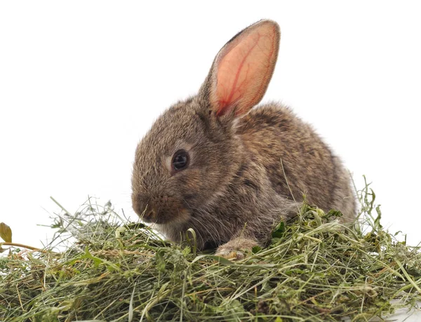 干し草の上の茶色のウサギ. — ストック写真