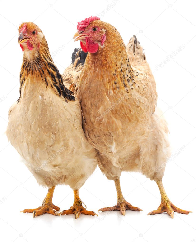 Two brown chicken.