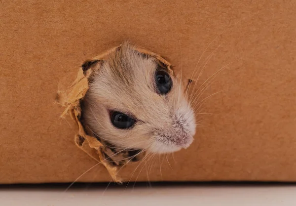 Weißer Hamster und Loch. — Stockfoto