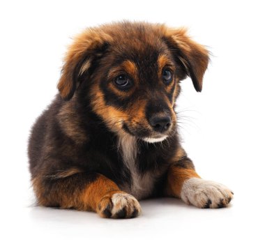 Kahverengi güzel köpek yavrusu.