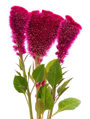 Amaranth güzel bush.