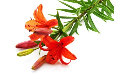 iki kırmızı lilyum.