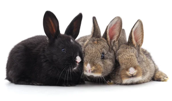 Drie kleine konijnen. — Stockfoto